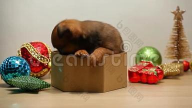 小狗盒子新年玩具白底高清镜头